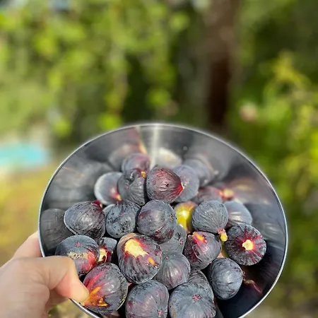 Refugio Da Cigarra Tomar