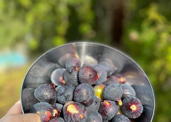 Refugio Da Cigarra Tomar
